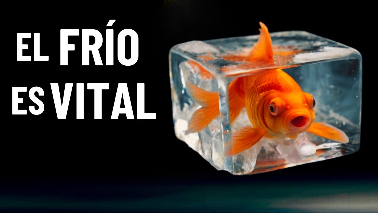 Desubre c&oacute;mo el FR&Iacute;O potencia la BELLEZA de tus GOLDFISH | Cuidados del goldfish