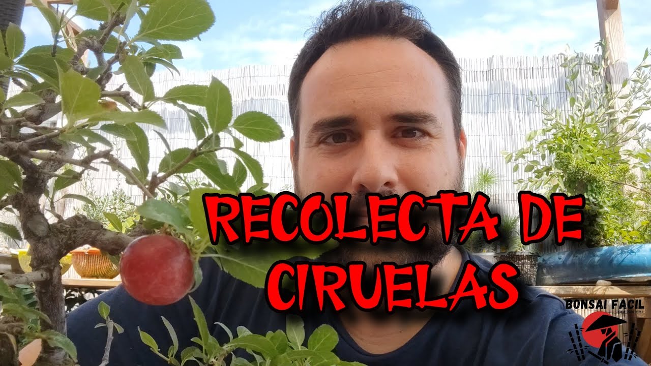 Ciruelas Bonsai :-) Bonsai Facil
