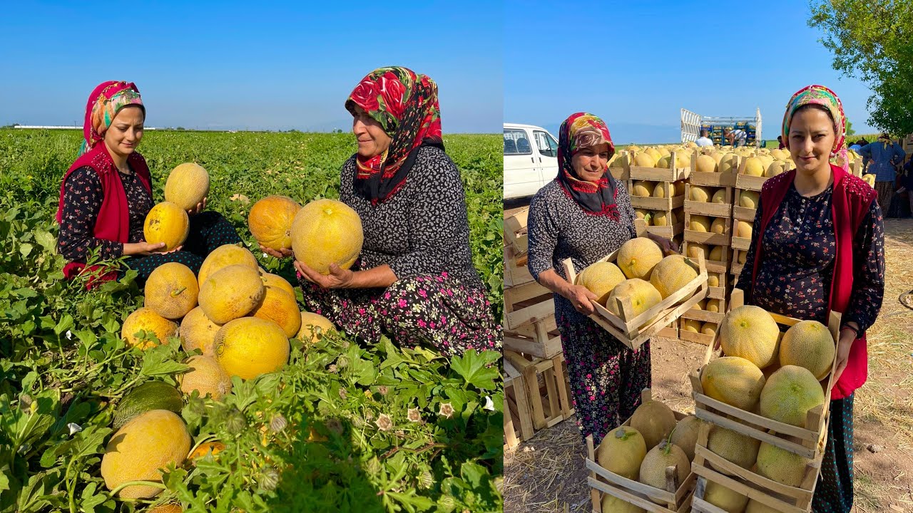1 SENE SONRA İNANILMAZ LEZZETLİ KAVUN HASADI ~ KÖY EVİ SABAH KAHVALTISI
