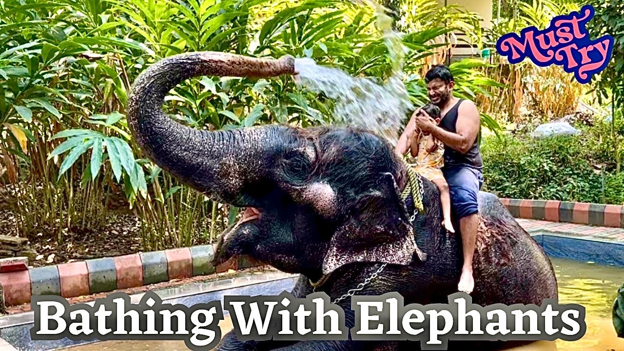 Bathing With Elephants In Thekaday | Things To Do In Thekkady