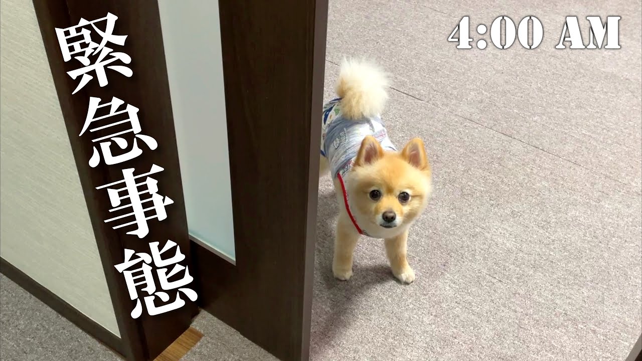 【緊急事態】朝4時に寝ているふたりを飛び起こす事件が…