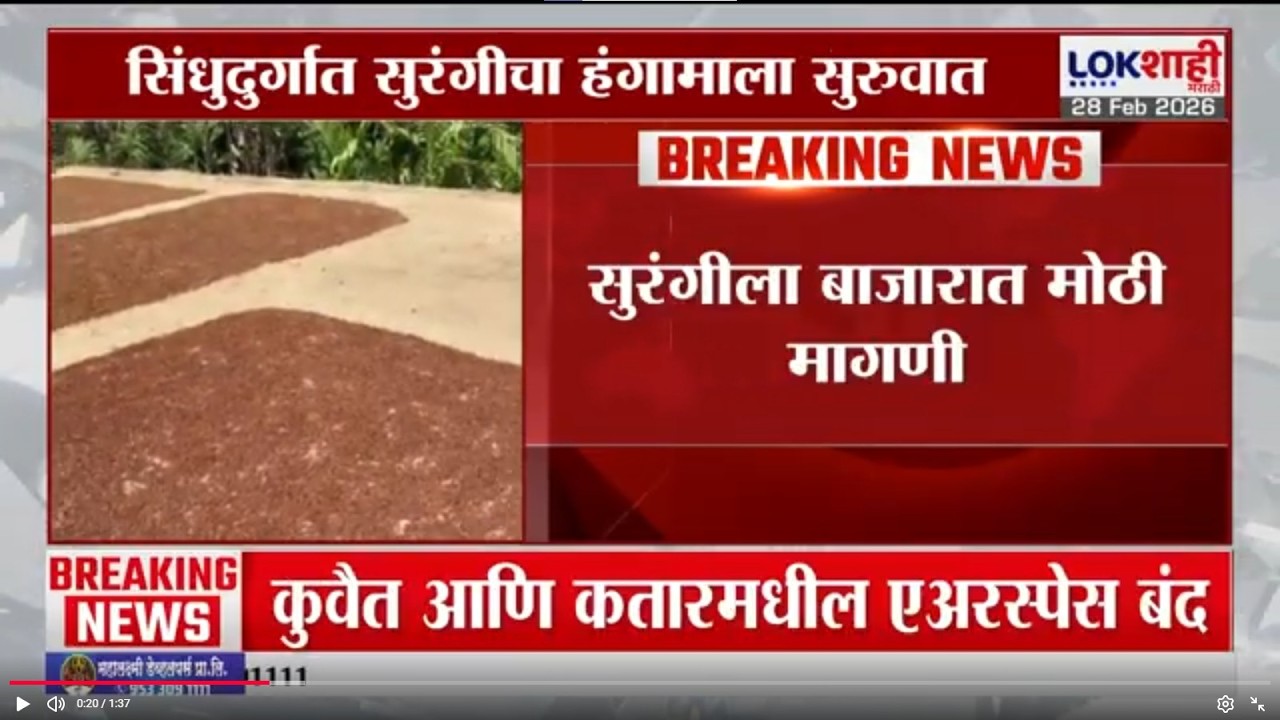 Sindhudurg मध्ये सुरंगीचा हंगामाला सुरुवात; सुरंगीला बाजारात मोठी मागणी | Lokshahi Marathi