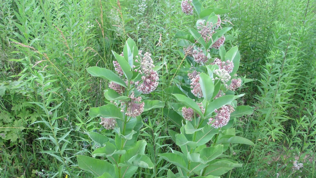 LIFE AROUND A COMMON MILKWEED PLANT