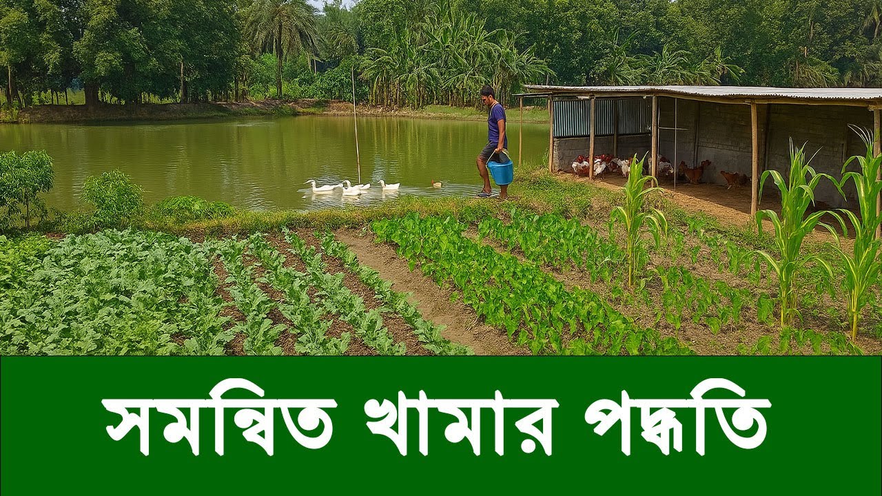 এক খামারে সব ফসল! সমন্বিত খামার ব্যবস্থাপনায় দ্বিগুণ লাভের গ্যারান্টি