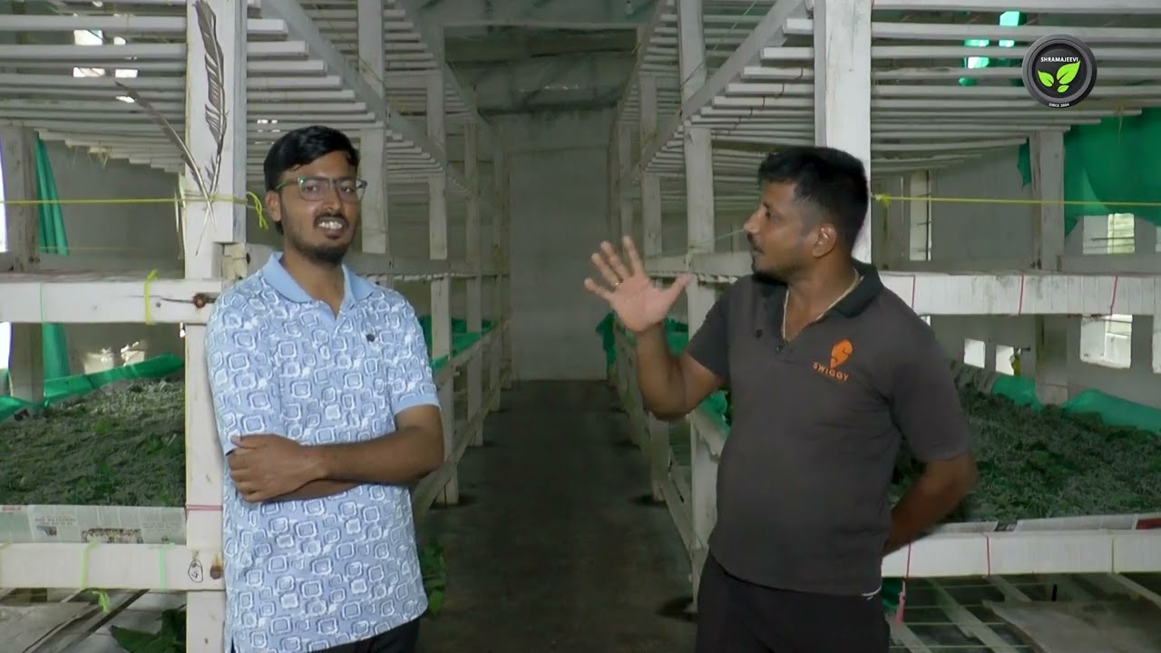 ರೇಷ್ಮೆ ಮನೆ, ಹುಳು ತರುವ ಮೊದಲು ಸೊಪ್ಪಿನ ತಯಾರಿ - ಶ್ರೀ ಕೆ.ಎನ್. ರವಿ | ಹಿಪ್ಪು ನೇರಳೆ | ಮನೆ ಶುಚಿ ಮಾಡುವುದು |