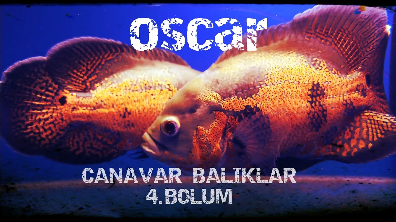 Astronot Balığı Canavar Balıklar 4. Bölüm #oscar #astronotbalığı #amerikanciklet #monster #akvaryum
