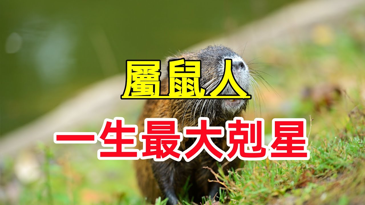 屬鼠人一生最大剋星！