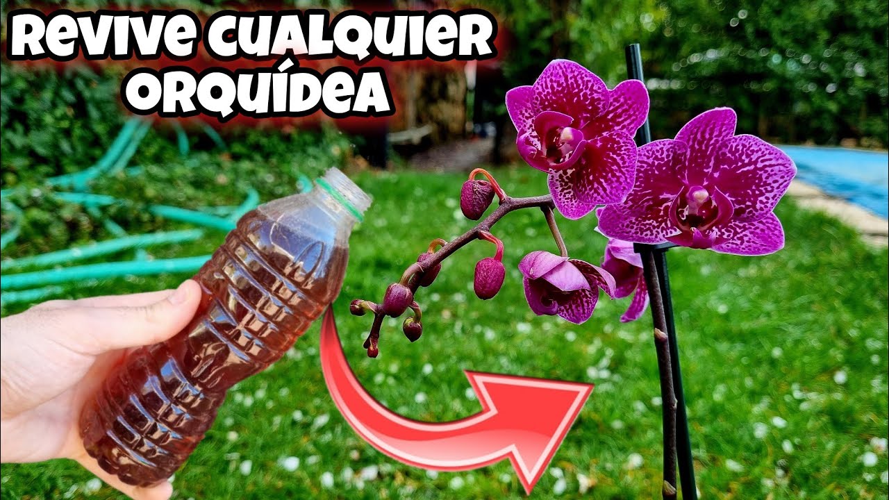 REVIVE CUALQUIER ORQUÍDEA con esto! Abono Casero y Fertilizante natural para florecer Phalaenopsis