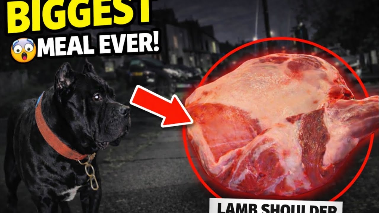 Can Capone Eat a Whole Lamb Shoulder? 🐻🥩