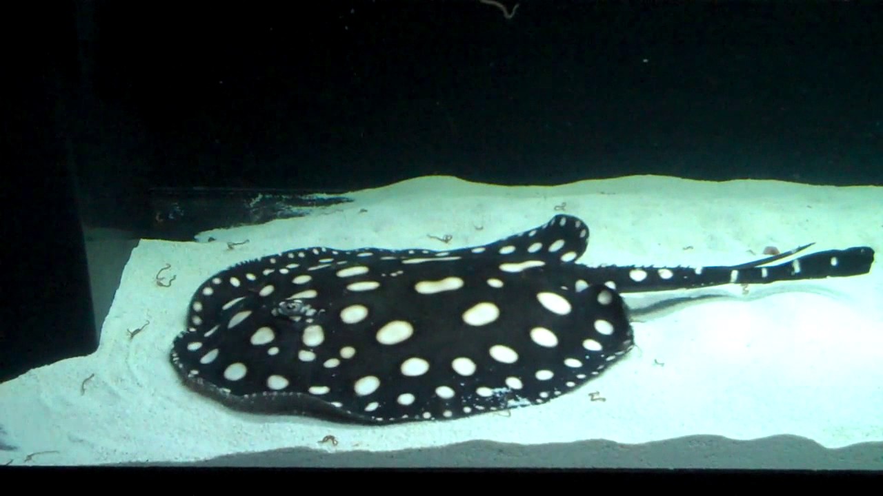 Potamotrygon Leopoldi / Black Diamond Stingray Feeding