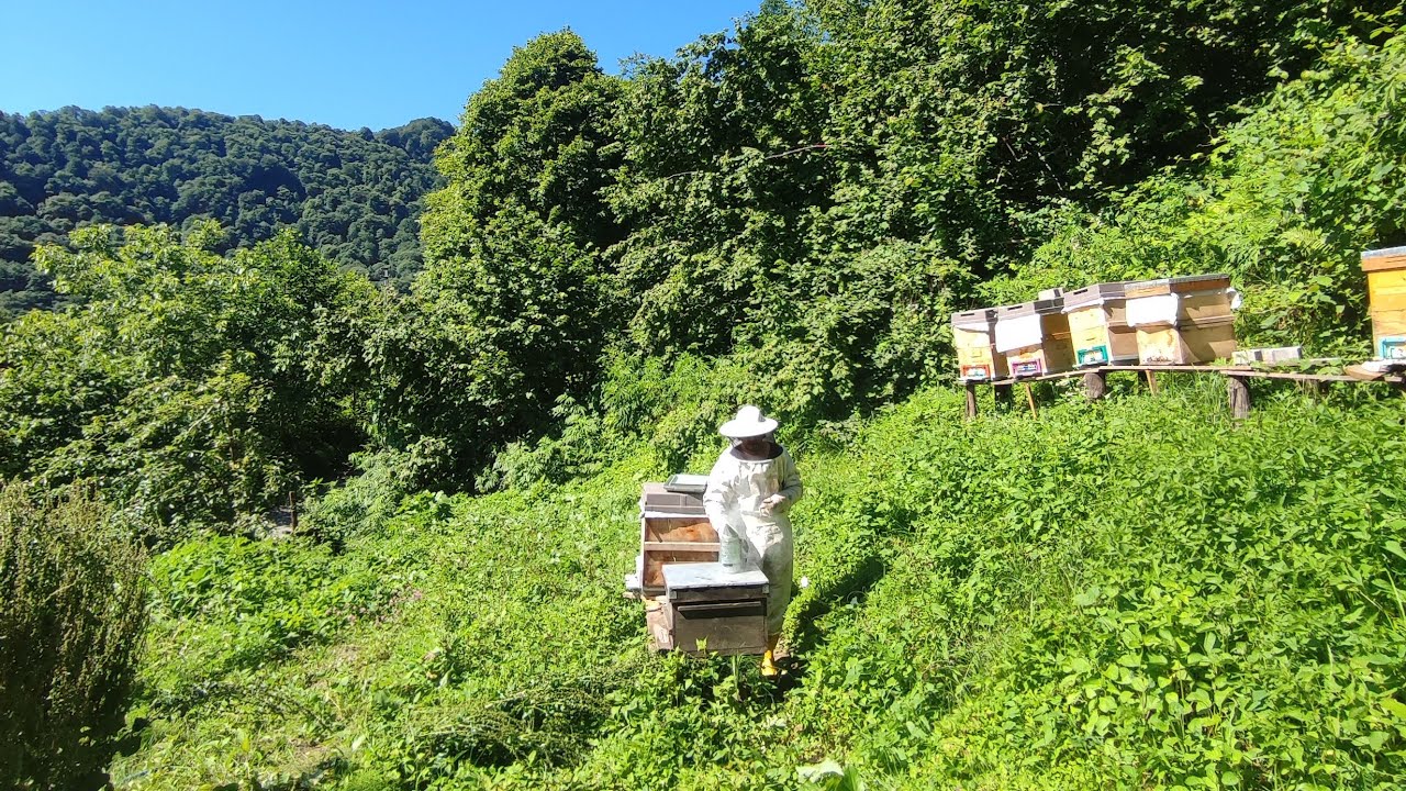 Arılık yaparken nelere dikkat etmeliyiz?