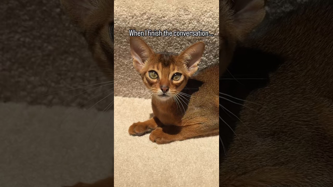Is it relatable?! 🥲 ruddy Abyssinian kitten #catlover #abyssinian #funnycats