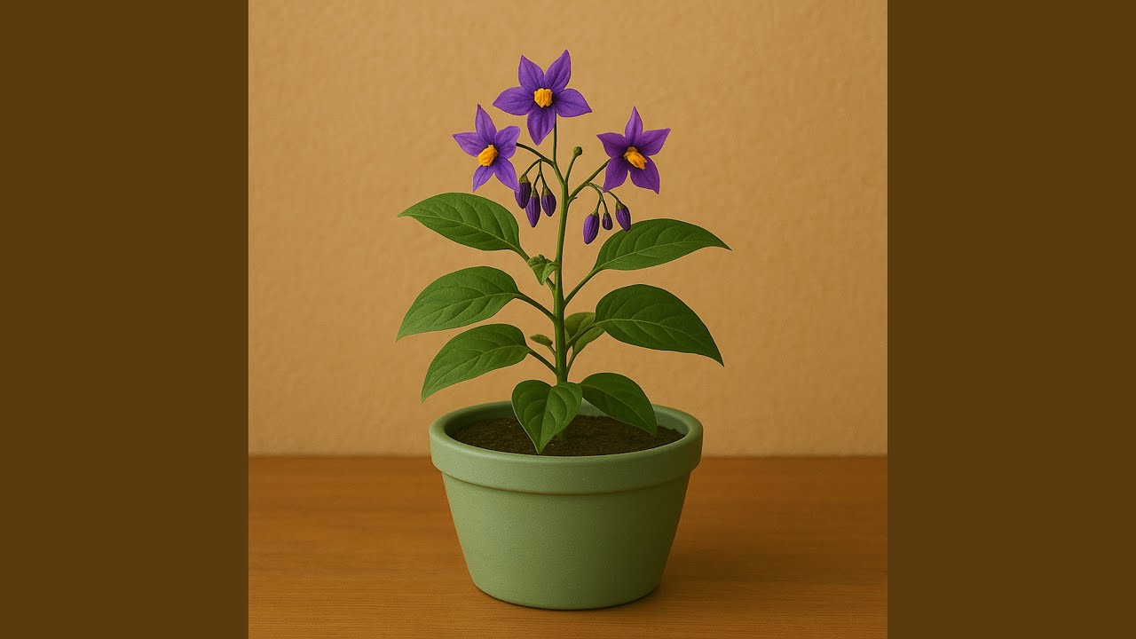 Dulcamara