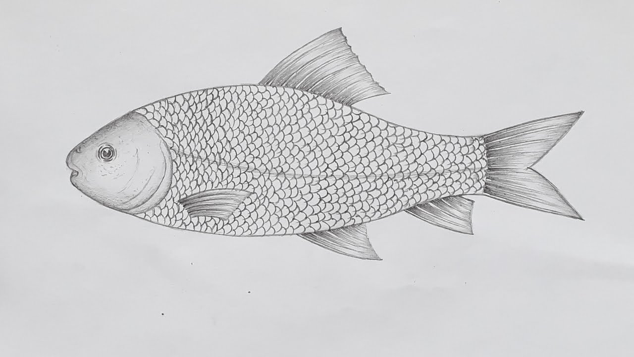 How to draw a fish easily step by step / How to draw Labeo Rohita for biology exam