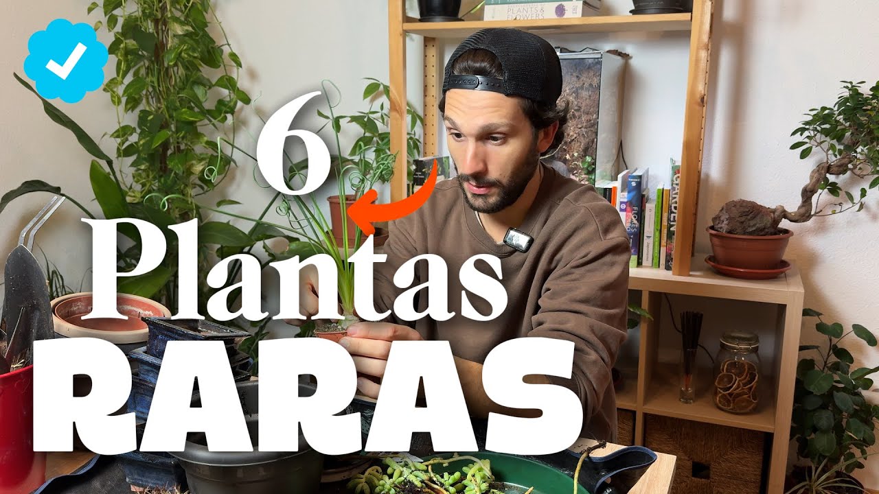 Semana COMPLETITA de Proyectos