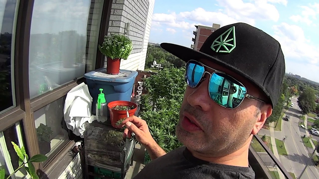 Marijuana Review - 2nd Auora Blue Dream
