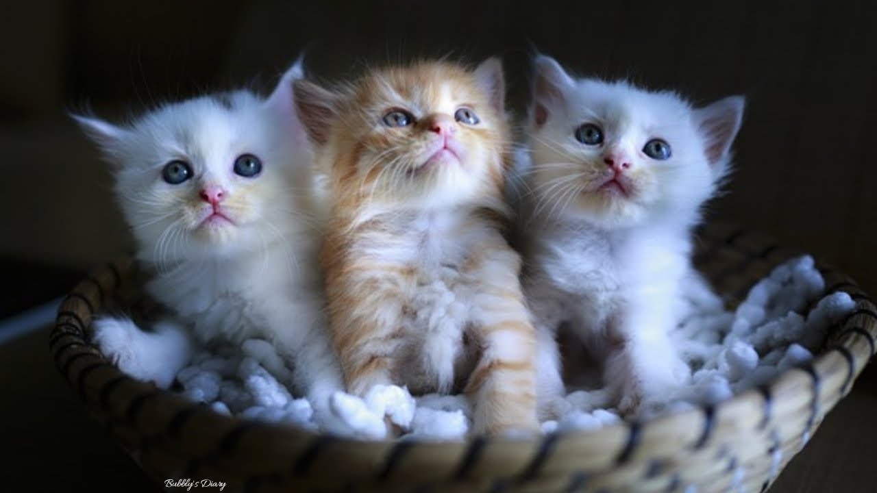Cute Cats - 100 Pictures Of The Most Cute Cats and Kittens