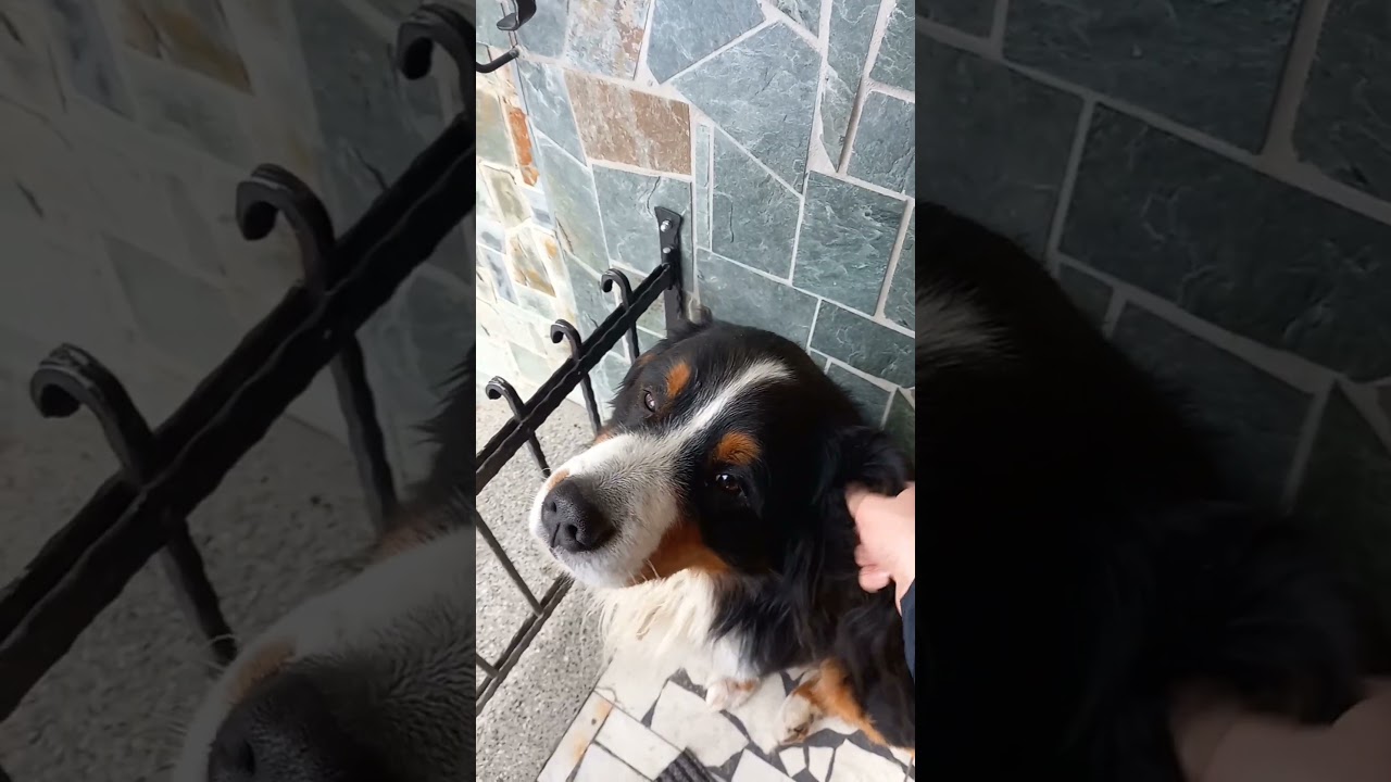 mazlen&iacute;