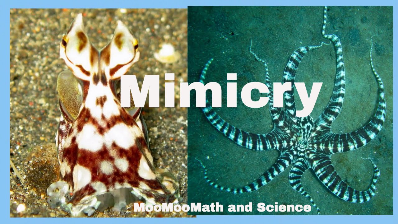 Examples of animal mimicry