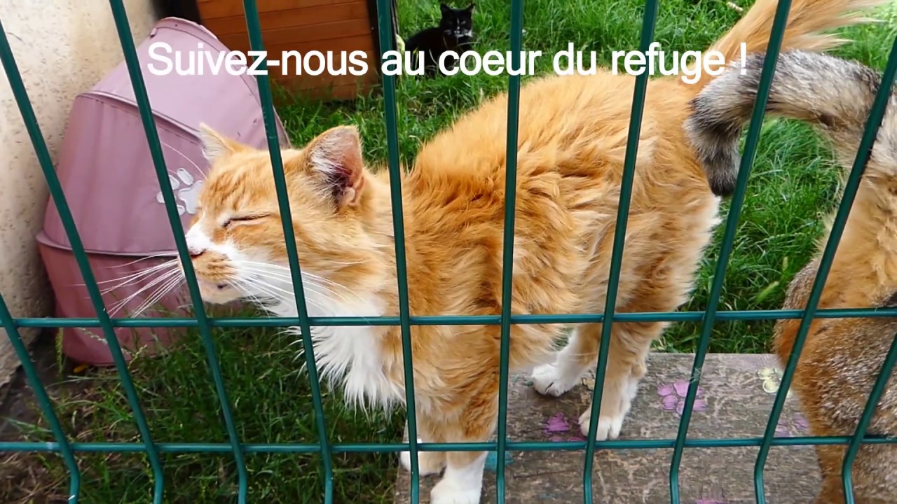 Bienvenue au Refuge de Brignais !