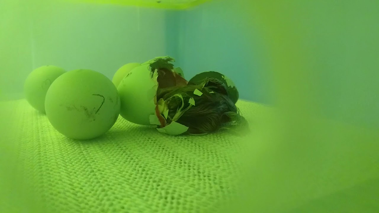 Araucana hatching