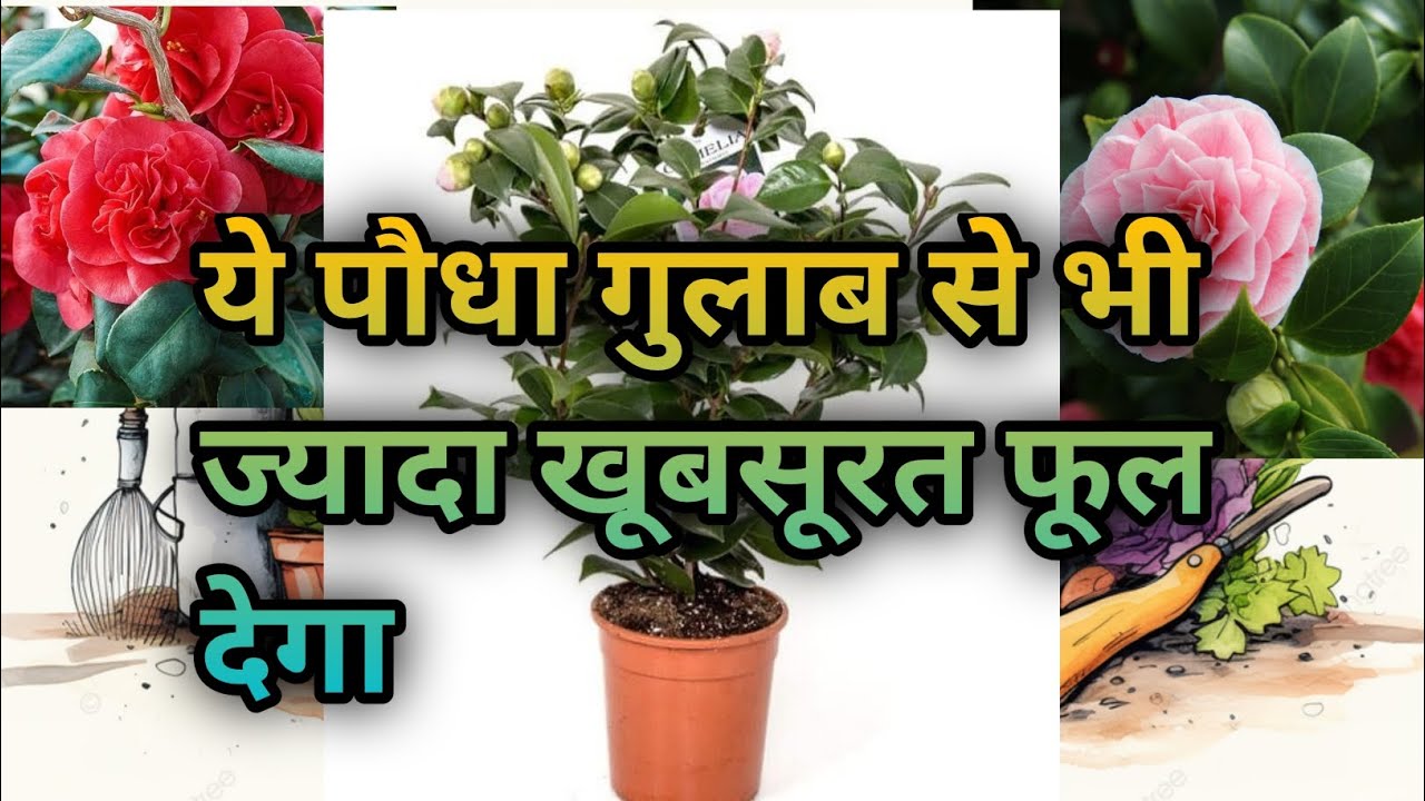 ऐसा फूल पहले नहीं देखा होगा | 