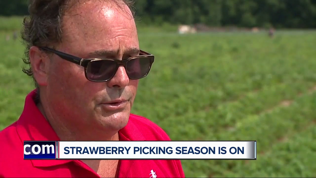 Owners of Blake Farms discuss start of strawberry picking season in Michigan