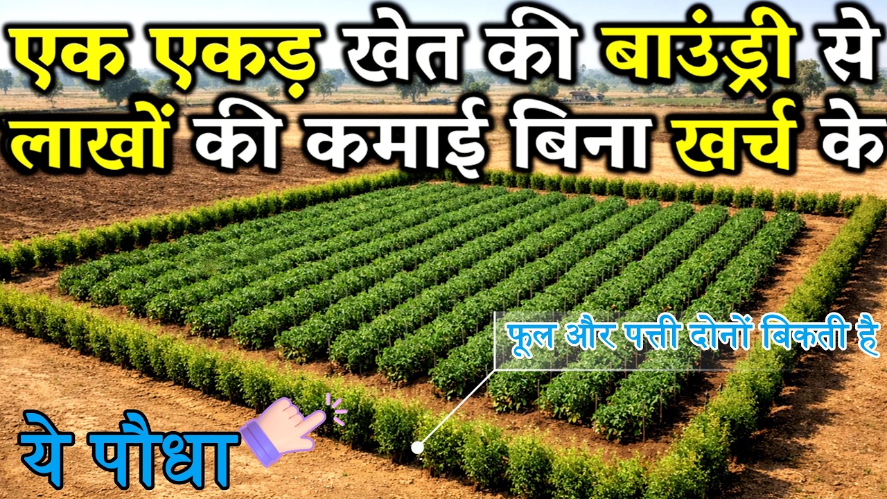 एक एकड़ खेत की बाउंड्री से भी हो सकती है अच्छी कमाई | इस सीक्रेट खेती के बारे पक्का नहीं जानते होंगे