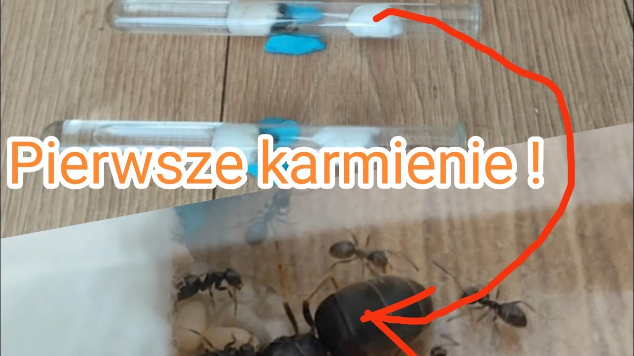 Nowe mr&oacute;wki😁 hurtnice pospolite,(lasius n.) pierwsze karmienie.🦗🐜👍🍯