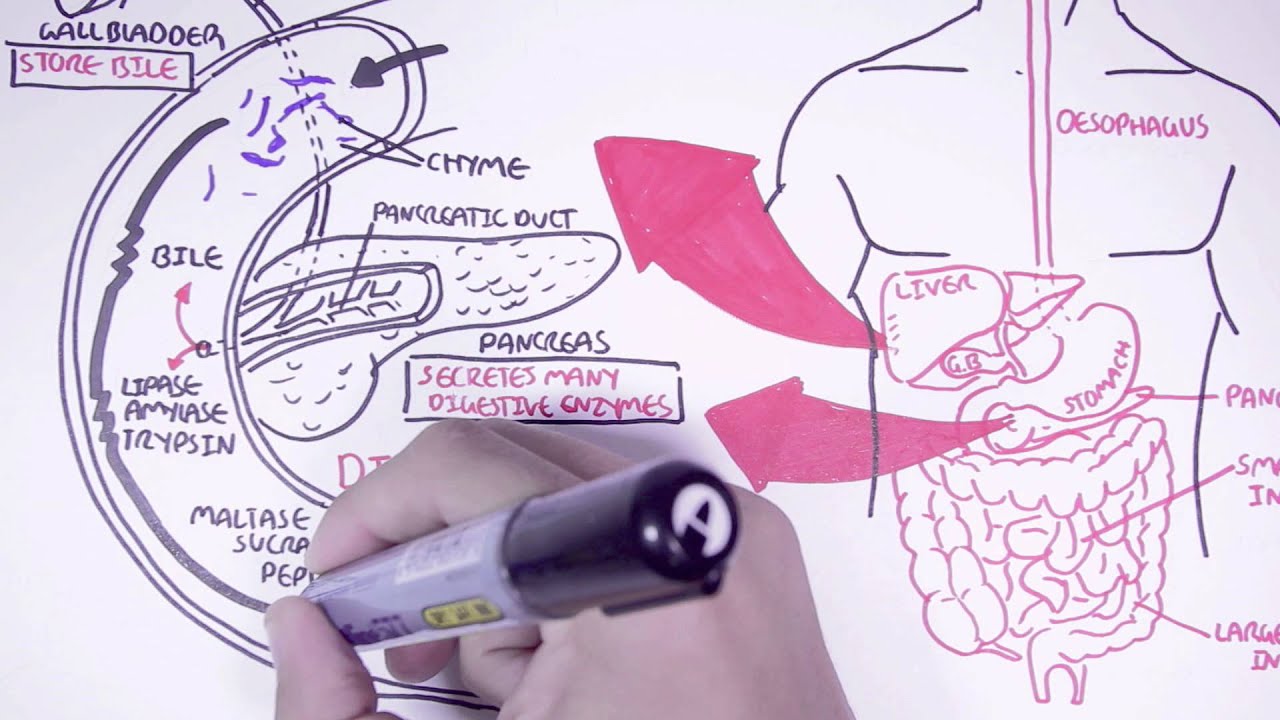 The Digestive System