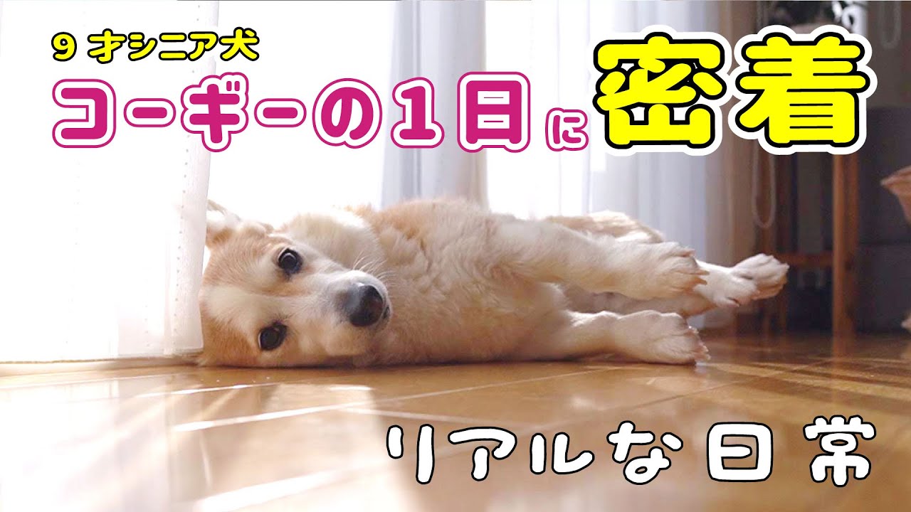 シニア犬とママのリアルな1日【犬の居る暮らしって幸せ】