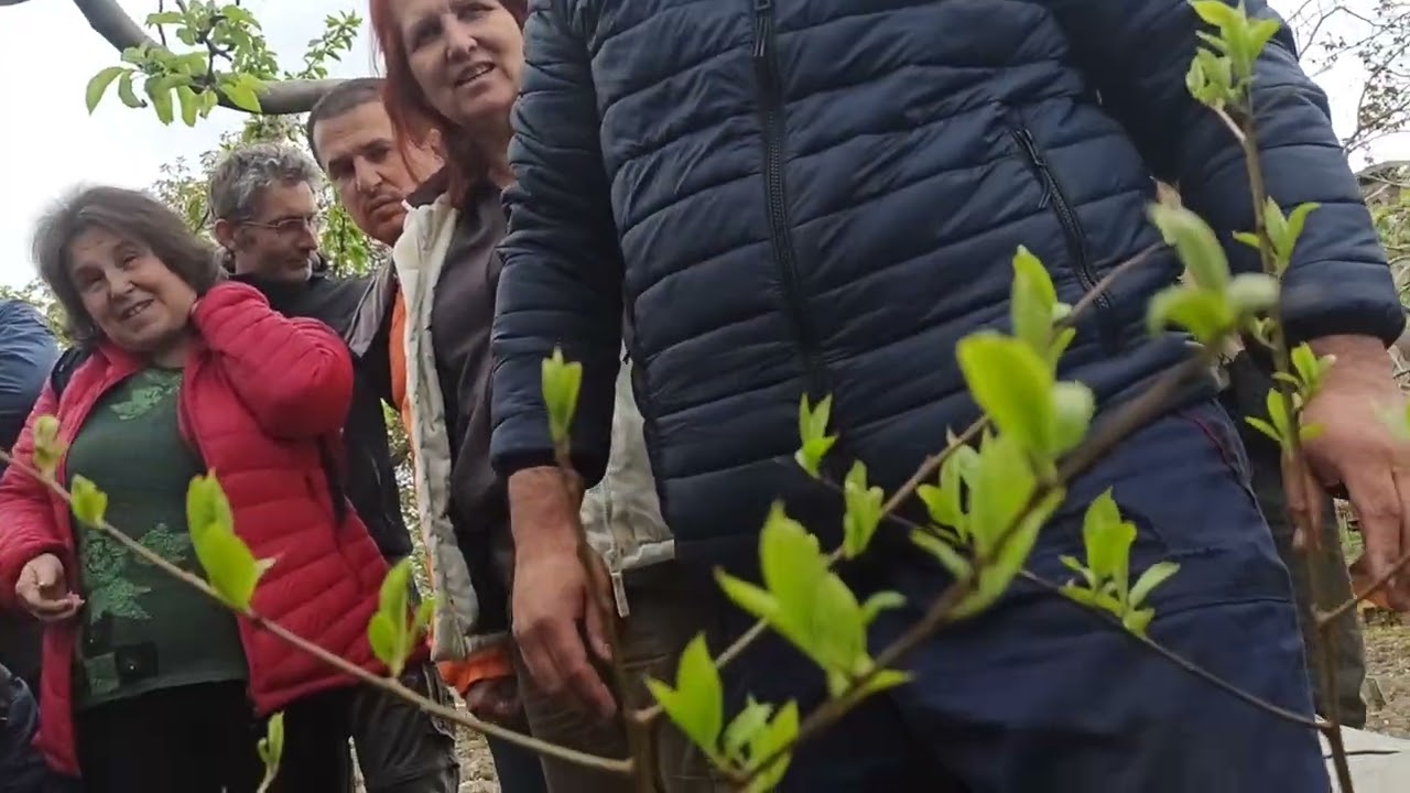 Райска На Пъпка пролетно със съхранени калеми. Перфектно от Иван от Чинтулово сливенско! 💞