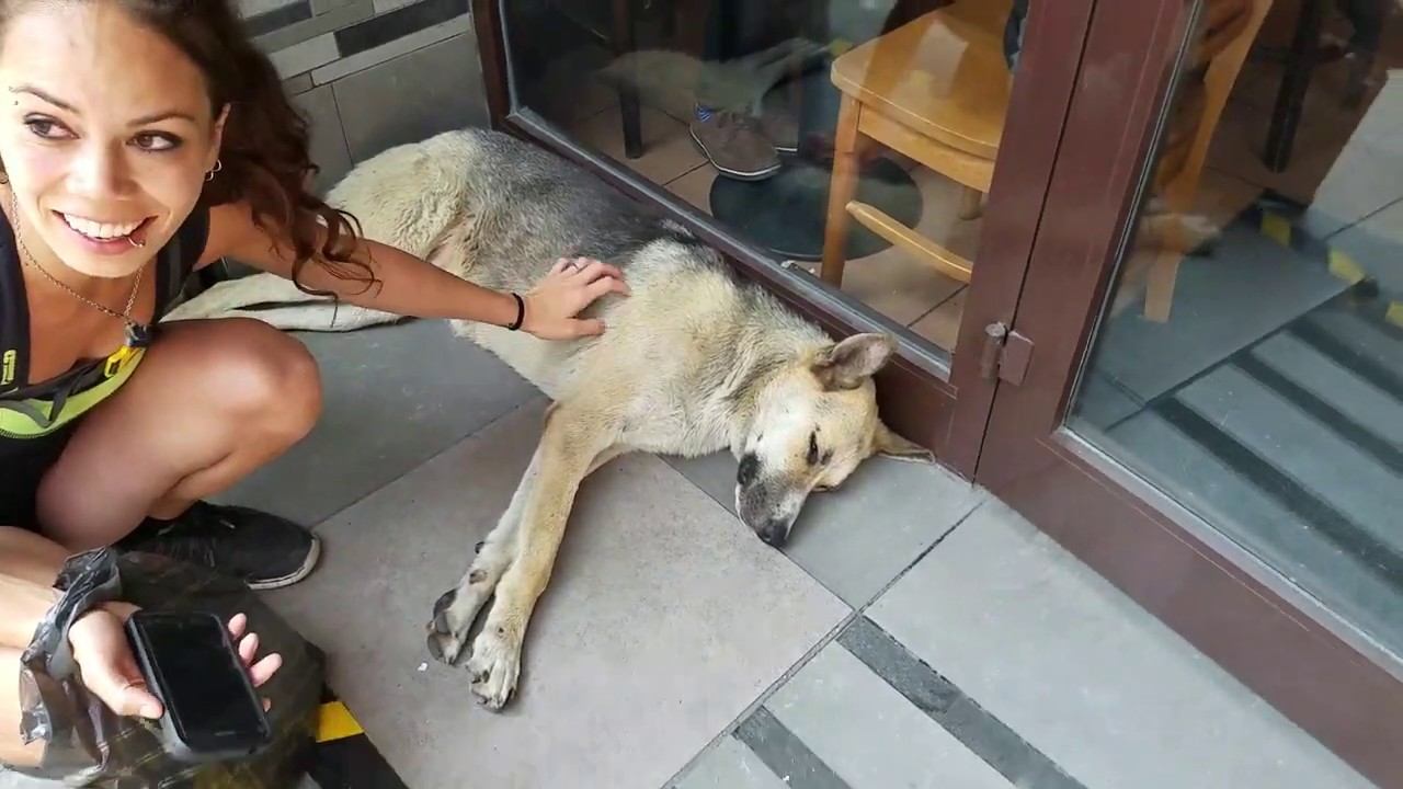 Stray and Wild Animals in Istanbul! (Istanbul, Turkey)