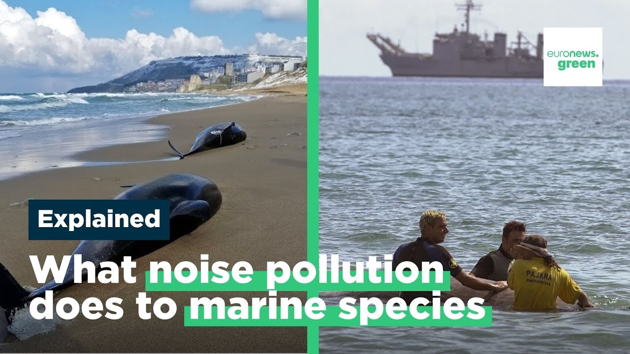 Noise pollution: What we learnt (and forgot) from whale deaths in the Canary Islands 21 years ago