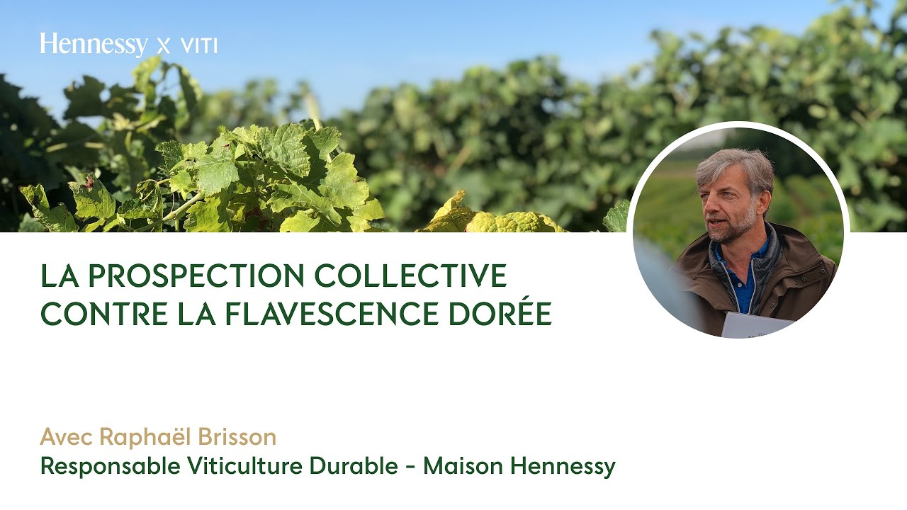 La prospection collective contre la flavescence dor&eacute;e.