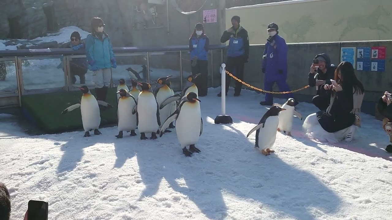 旭山動物園ペンギンの散歩2026/2/25①