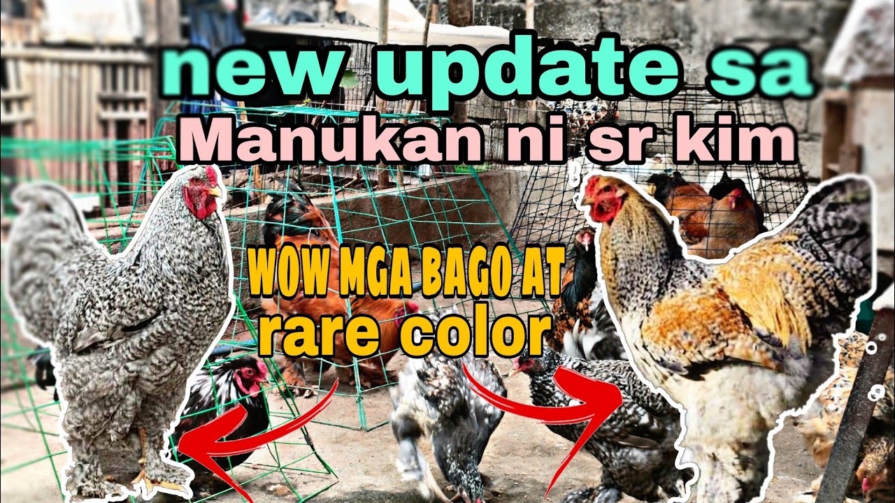 MGA BAGONG KULAY NG BRAHMA NA INDEMAND SA MARKET /NEW UPDATE SA MANUKAN NI SR KIM/FREE RANGE CHICKEN
