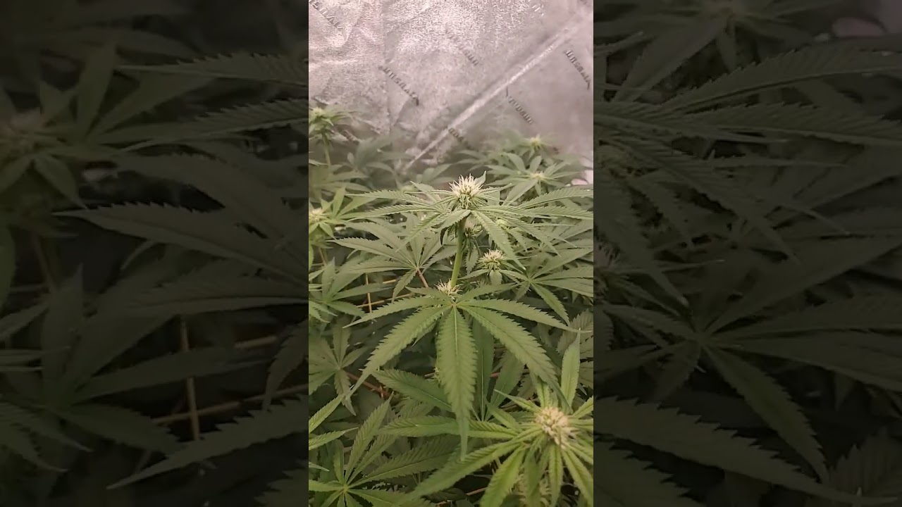 Yoda Soda 22 days into flower #yodasoda #oceangrownseeds #shorts