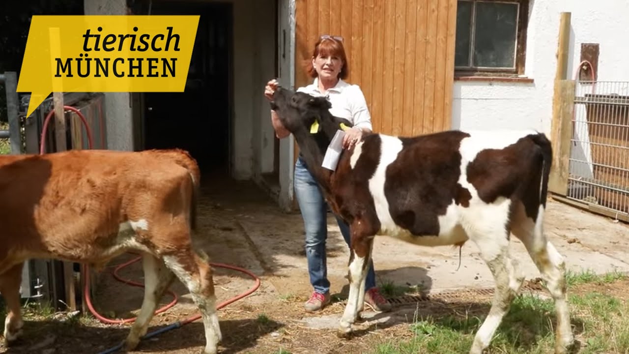 Tierisch München: Der Lebenshof Hohenwart - Ein Gnadenhof für Tiere