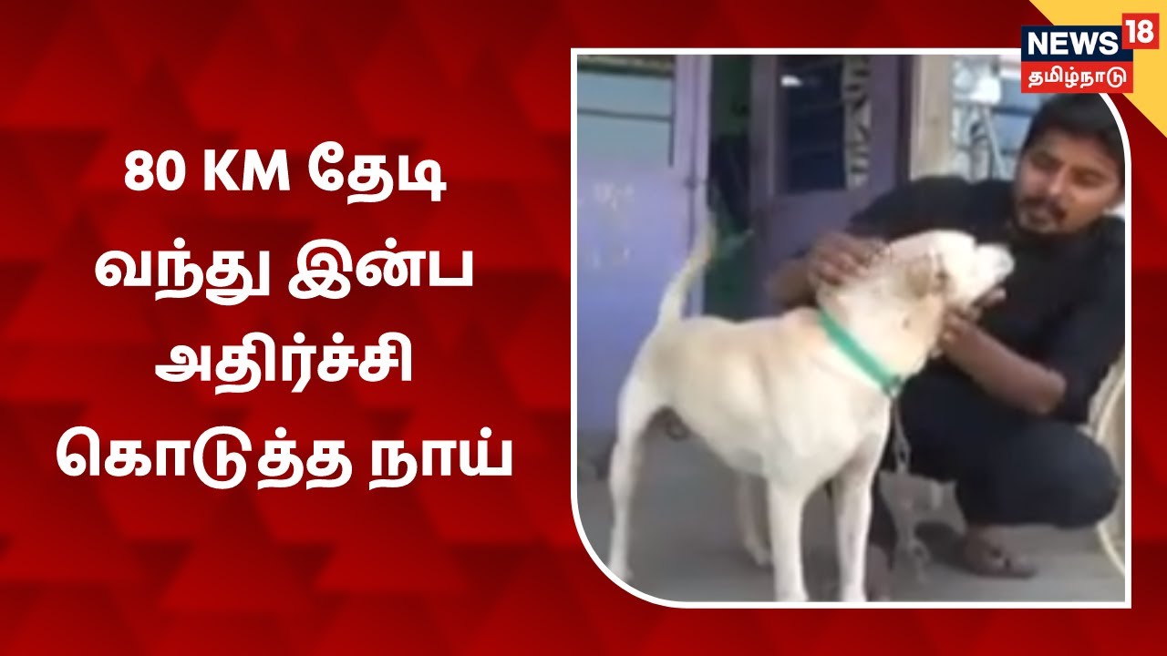80 KM தேடி வந்து இன்ப அதிர்ச்சி கொடுத்த பாசக்கார நாய் | Dog Spiky | Ariyalur