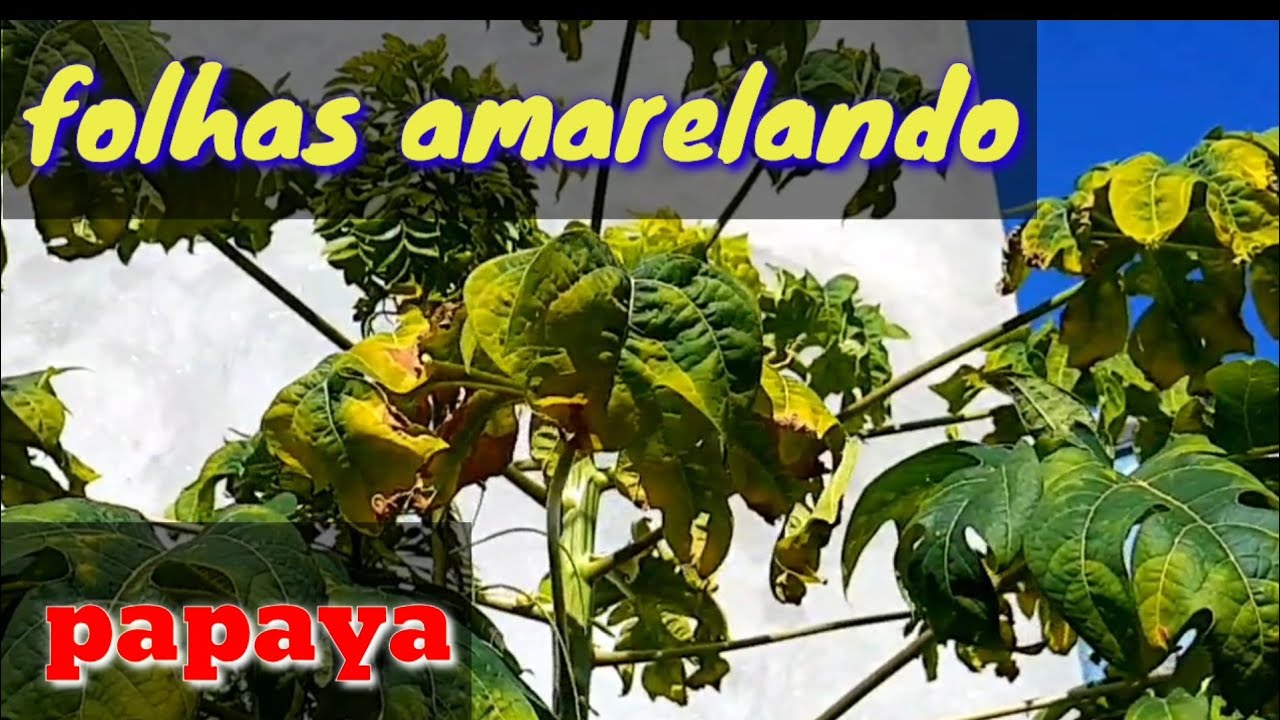 P&eacute; de mam&atilde;o com folhas amarelando
