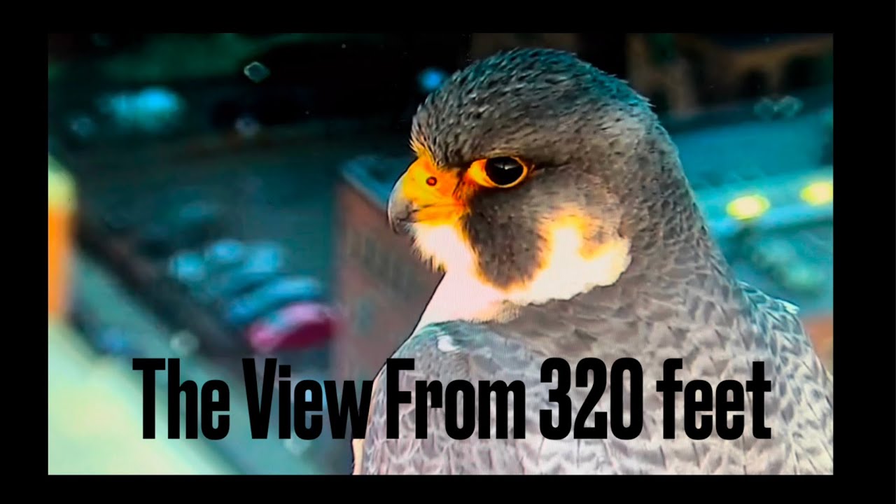 Bird Of Prey: the view from 320 feet