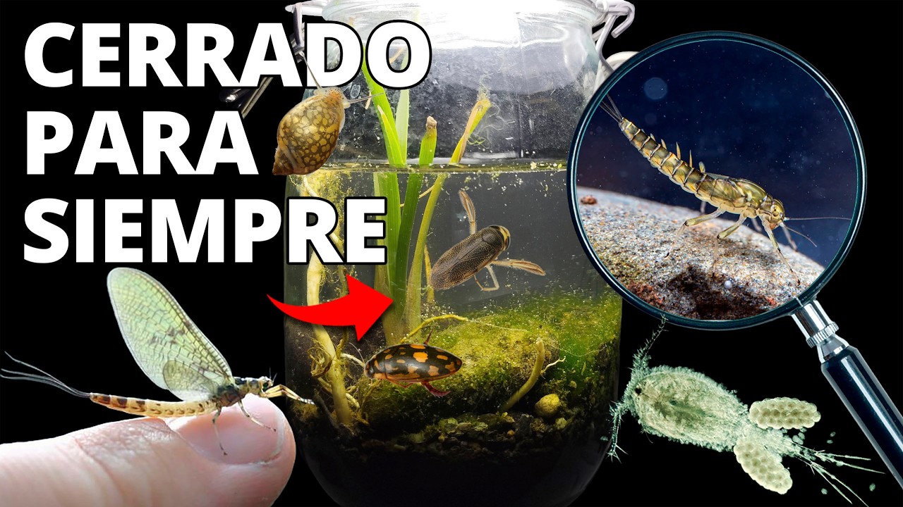Simulé un Ecosistema de Río en un Jarro (Acuario en Jarro)