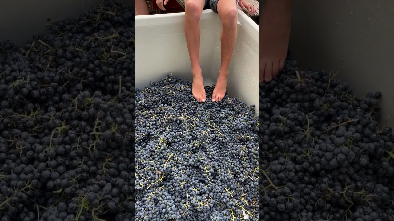 Making Grape Juice with The Waldorf School of Mendocino County #biodynamic #waldorf #grape #crush