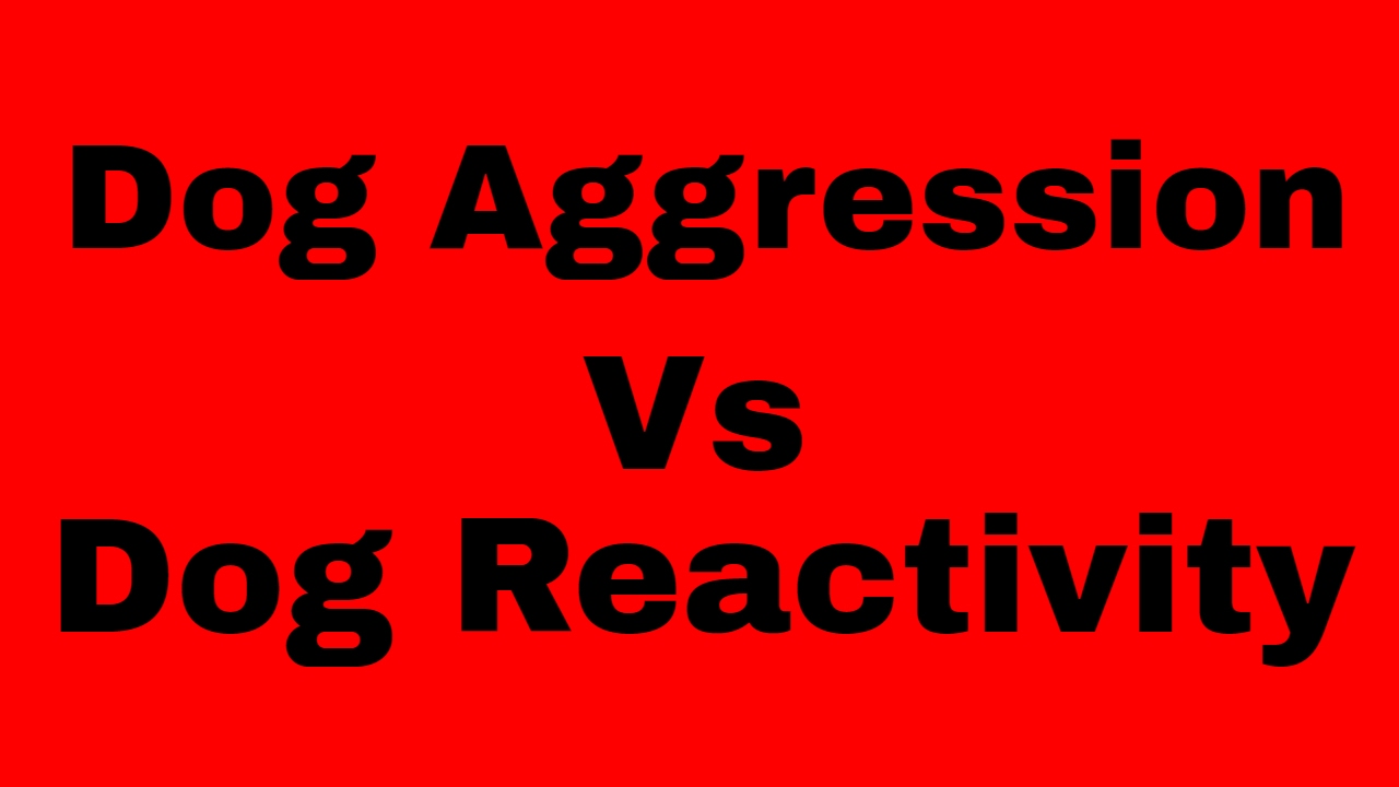 The difference between dog aggression and dog reactivity and how to deal with both