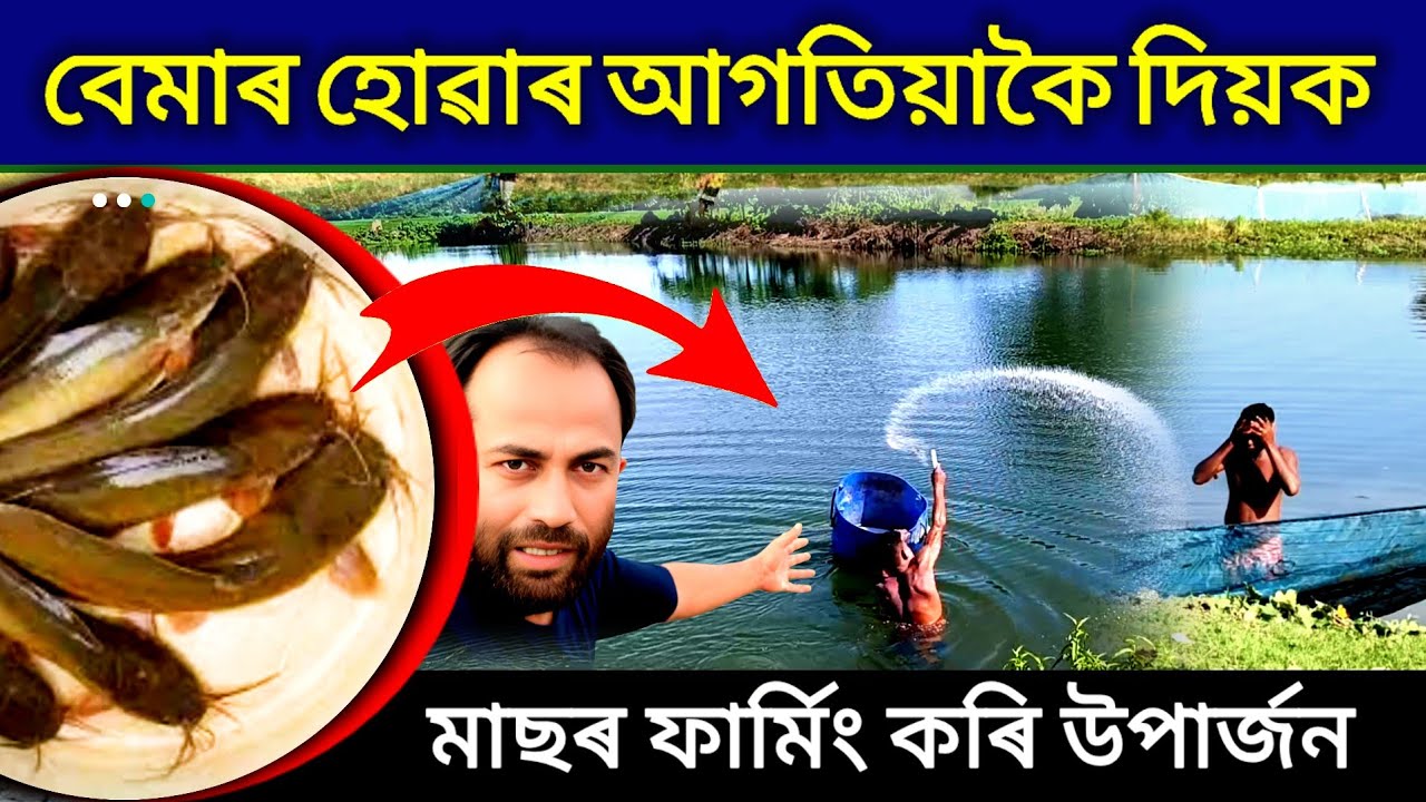 মাছক বাইৰাছৰ পৰা ৰক্ষা কৰক/ Faruk Business Ideas/Fish Farming in Assam /Catfish Farm in Assam India 