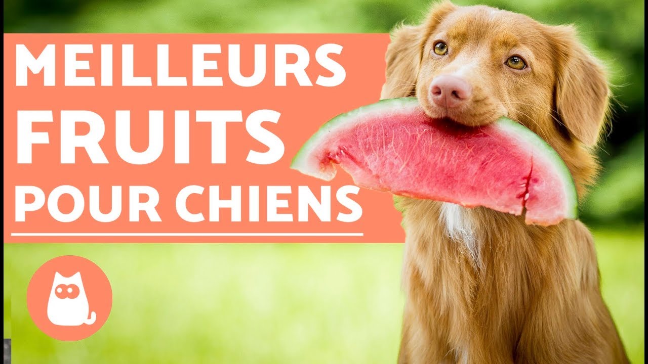 Les MEILLEURS FRUITS pour CHIENS - Bénéfices et doses