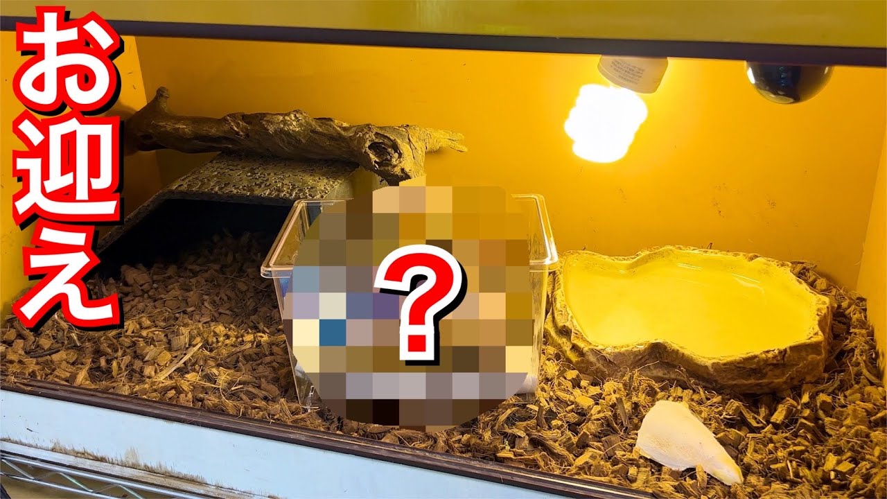 お迎えしたリクガメがまた1週間以上ご飯を食べない…