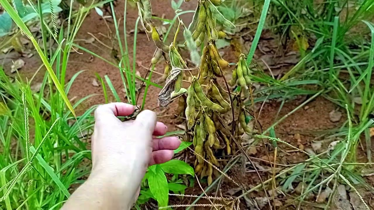 Plantação de Soja em Sorriso MT