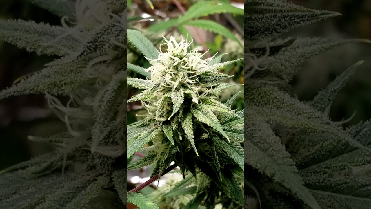 Island sweet skunk